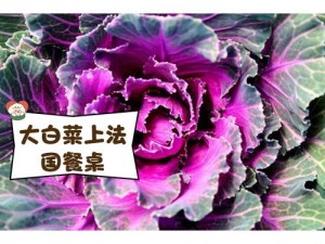 粉红大白菜法国、法国为何种植粉红大白菜？