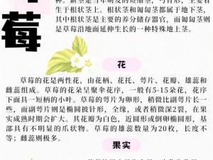 草莓达人探秘：乐趣无穷的草莓世界简介与体验之旅