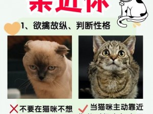 让猫咪变得粘人：实用技巧与注意事项引导手册