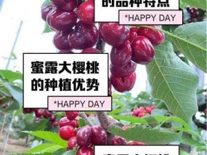 樱桃之韵：果实丰盈的甜美秘密与种植探索