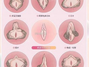 女性各种B型【女性各种 B 型，你了解多少？】