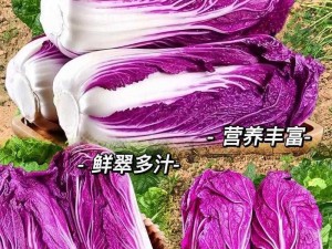 粉色大白菜(法国)-粉色大白菜（法国）：是转基因食品还是基因突变？