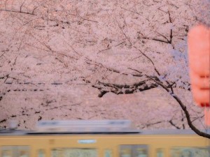 樱花视频在线观看免费高，畅享高清画质，无广告干扰