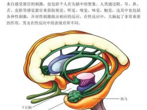 性zOZO体内交吊—探索性 zOZO 体内交吊：性爱的新奇体验与风险