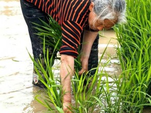 夫妻插秧法图片大全、夫妻插秧法图片大全展示高效农业种植技巧