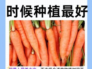 陈情令手游胡萝卜快速攻略：入门指南助你迅速获取胡萝卜资源