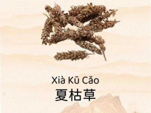 《江湖行歌：夏枯草图鉴探秘》