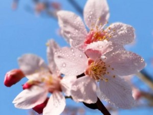 浪漫樱花影视在线观看，海量高清资源，免费无广告，畅享视觉盛宴