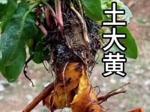 中国一级特色大黄;中国一级特色大黄：探秘珍稀植物的奥秘