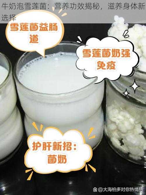 牛奶泡雪莲菌：营养功效揭秘，滋养身体新选择