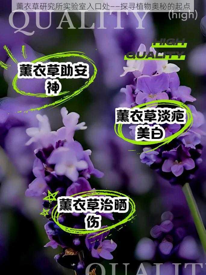 薰衣草研究所实验室入口处——探寻植物奥秘的起点