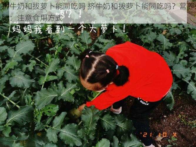 挤牛奶和拔萝卜能同吃吗 挤牛奶和拔萝卜能同吃吗？营养师：注意食用方式