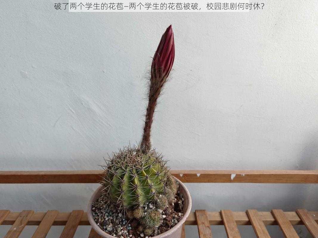 破了两个学生的花苞—两个学生的花苞被破，校园悲剧何时休？