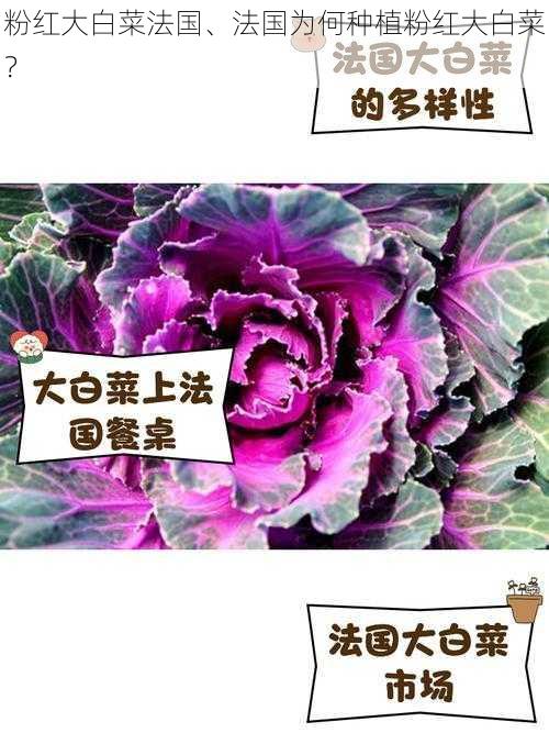 粉红大白菜法国、法国为何种植粉红大白菜？