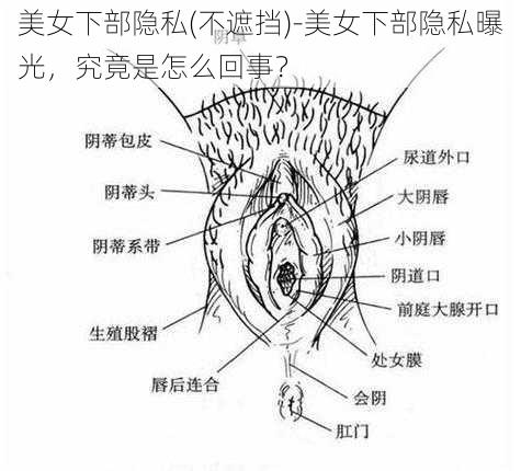 美女下部隐私(不遮挡)-美女下部隐私曝光，究竟是怎么回事？