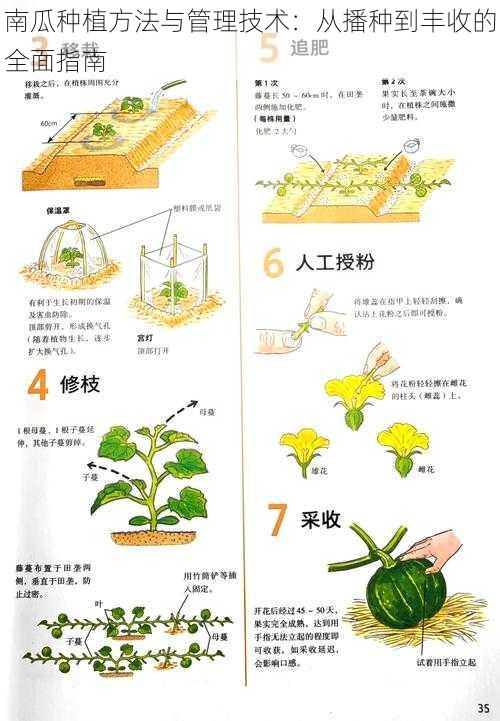 南瓜种植方法与管理技术：从播种到丰收的全面指南