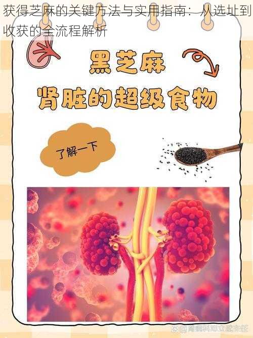 获得芝麻的关键方法与实用指南：从选址到收获的全流程解析