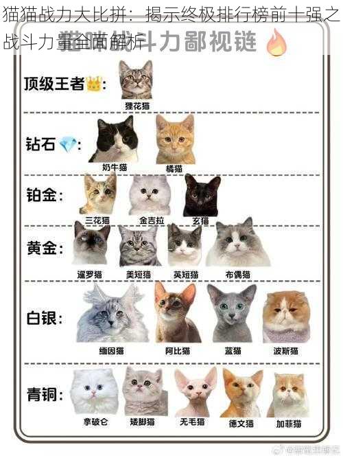 猫猫战力大比拼：揭示终极排行榜前十强之战斗力量全面解析